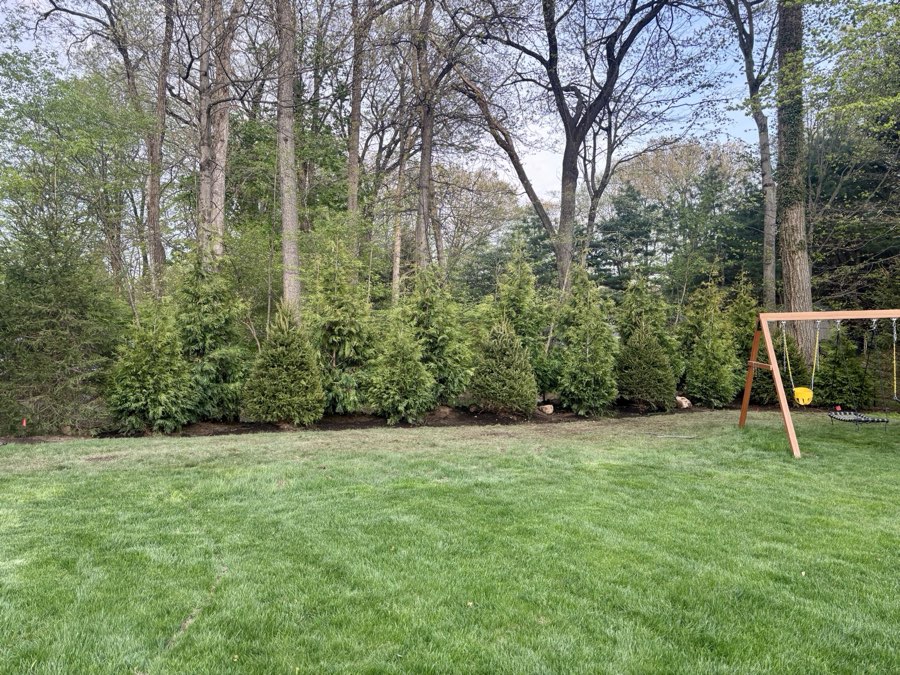 After: mature, dense arborvitae privacy hedge screening the property line